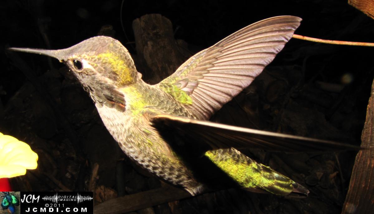 Hummingbird photo captured from Robo-Cam Motion Detection at JCMDI.COM